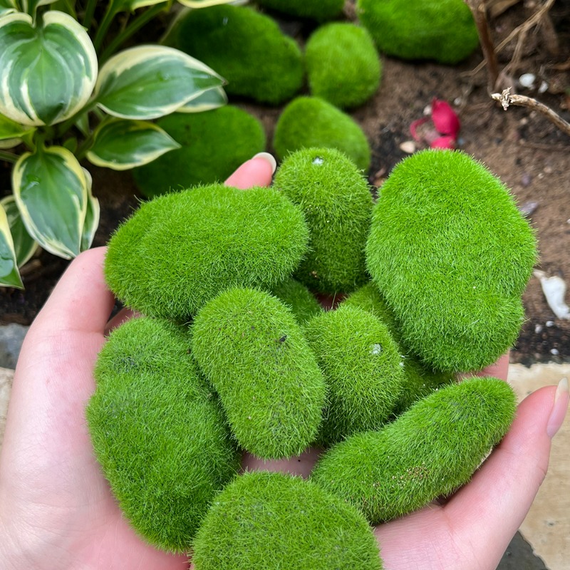 50/5 SZT. Sztuczne piankowe ka – Terrarium Moss Art recenzja i cena